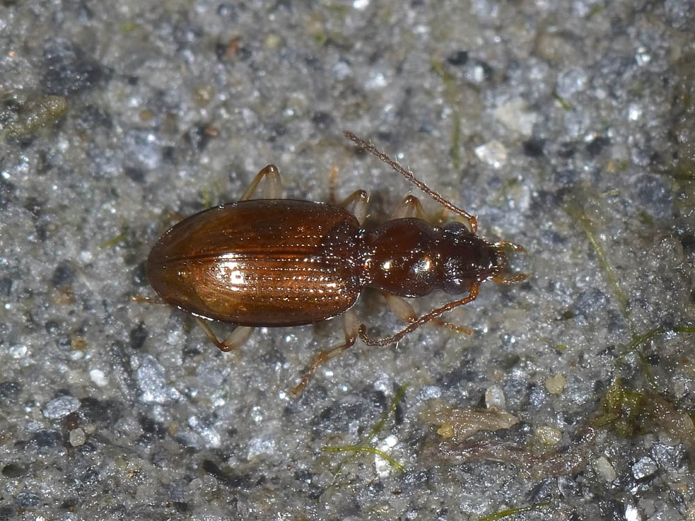 Sinechostictus decoratus